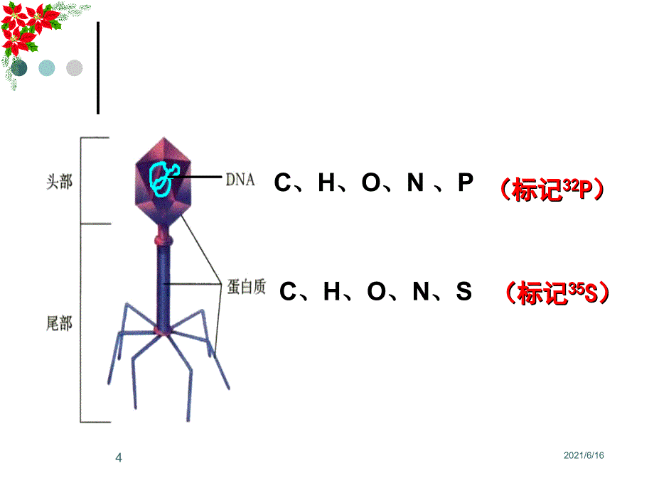 噬菌体侵染细菌的实验_第4页