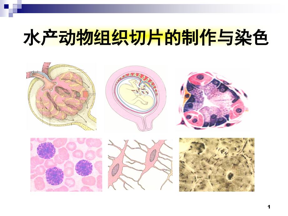 动物组织切片的制作与染色课件_第1页