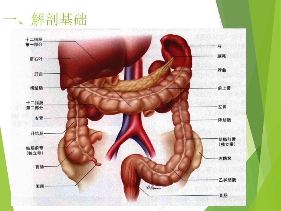 《结直肠肿瘤》课件ppt_第5页