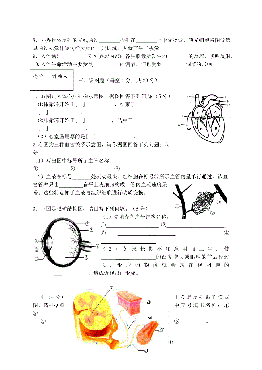 营山县七年级生物试卷.doc_第4页