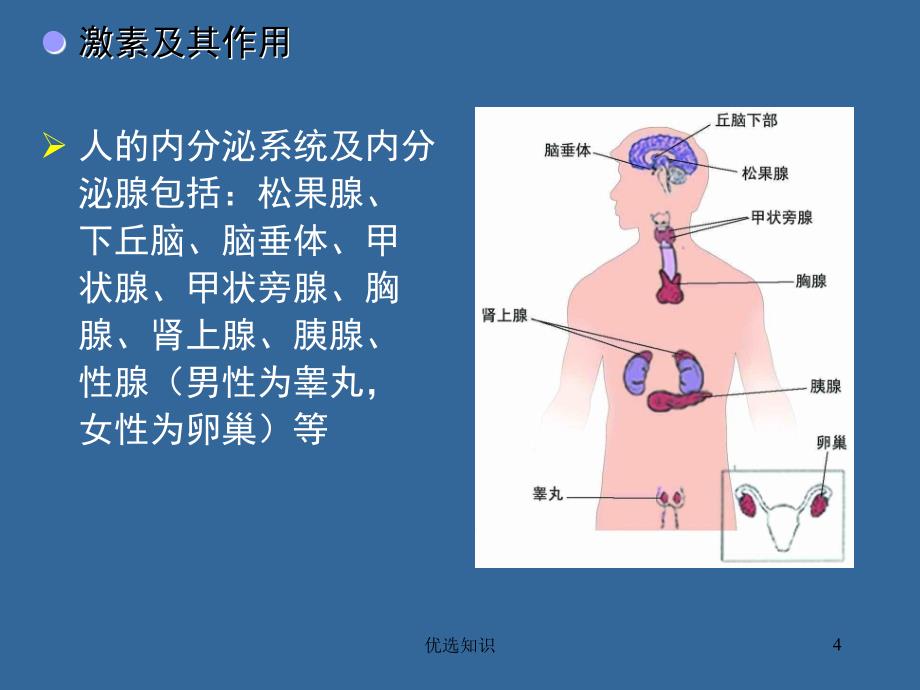 普通生物学15B-动物的结构功能和发育(中)[专业教学]_第4页