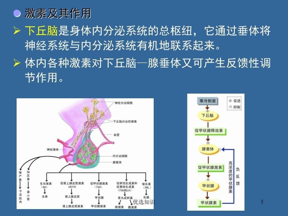 普通生物学15B-动物的结构功能和发育(中)[专业教学]_第5页