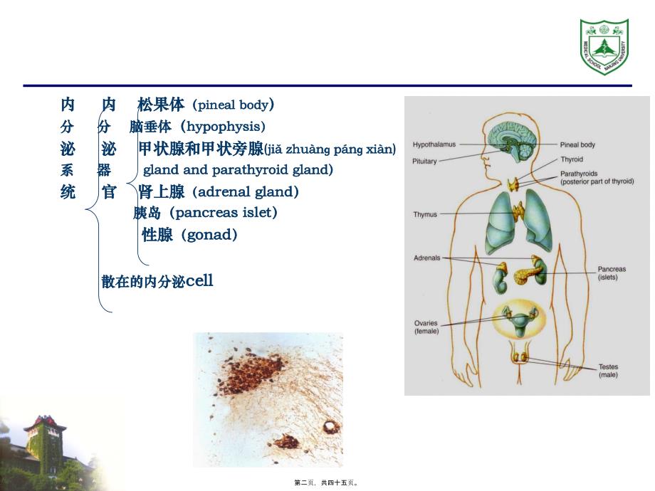 内分泌系统组织学课件_第2页