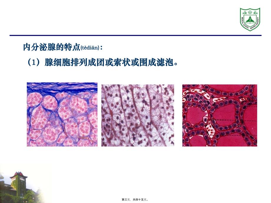 内分泌系统组织学课件_第3页