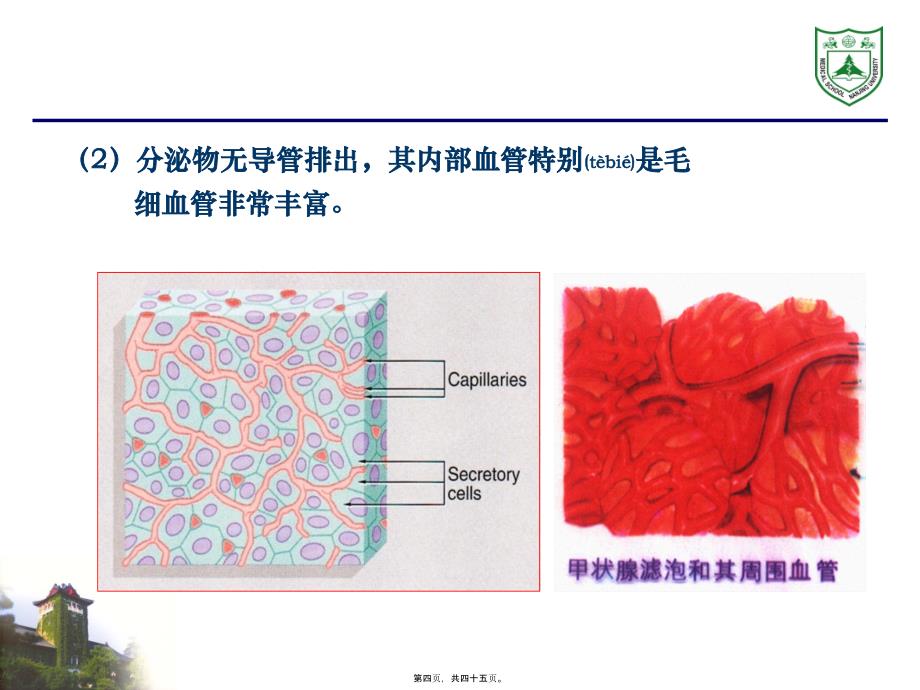 内分泌系统组织学课件_第4页