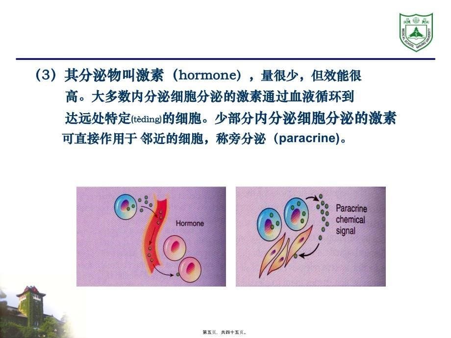 内分泌系统组织学课件_第5页