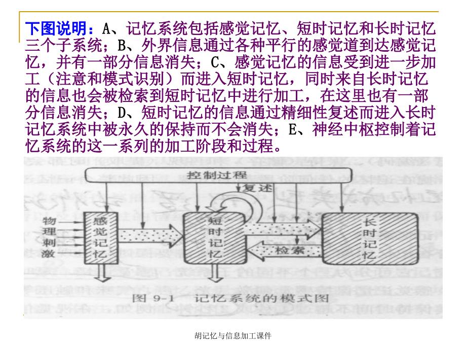 胡记忆与信息加工课件_第2页