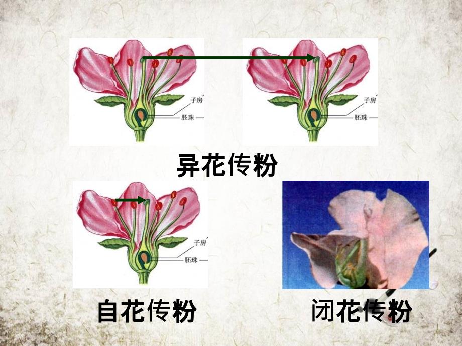 高二生物基因的分离定律学案_第4页