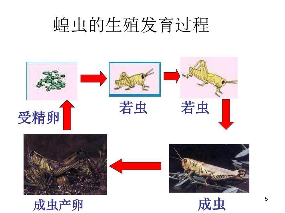 动物的生殖和发育分享资料_第5页