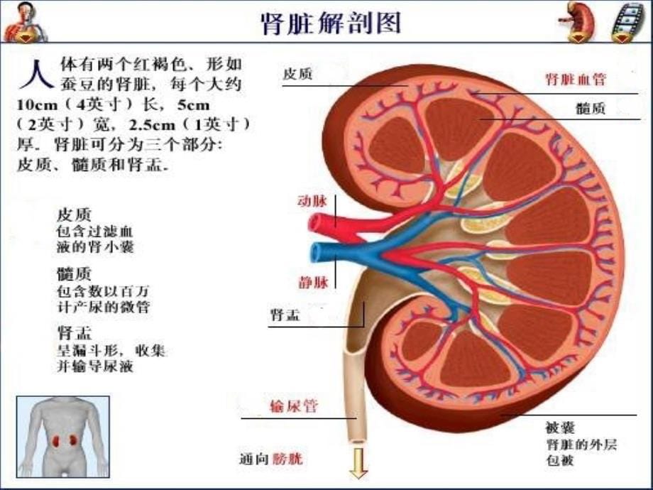 慢性肾衰护理查房_第5页