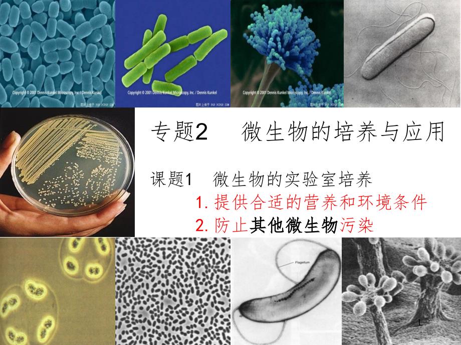 微生物的实验室培养复习PPT精品文档_第1页