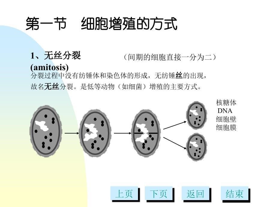 细胞增殖多媒体PPT课件_第5页