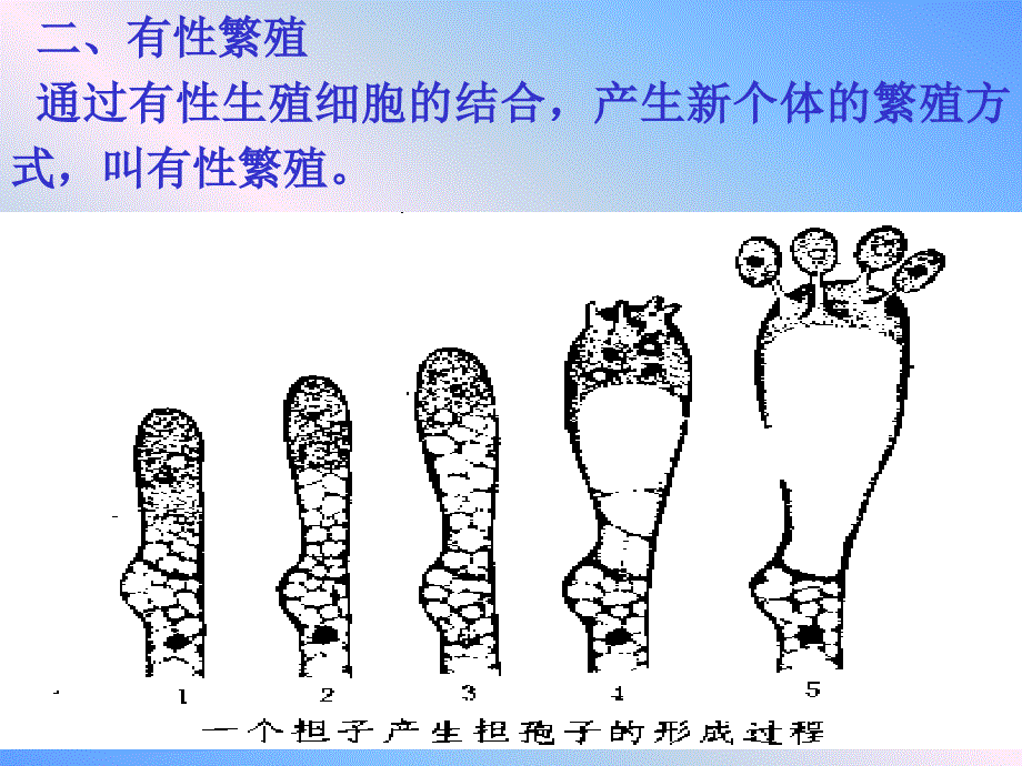 第六章食用菌选种育种技术名师编辑PPT课件_第4页