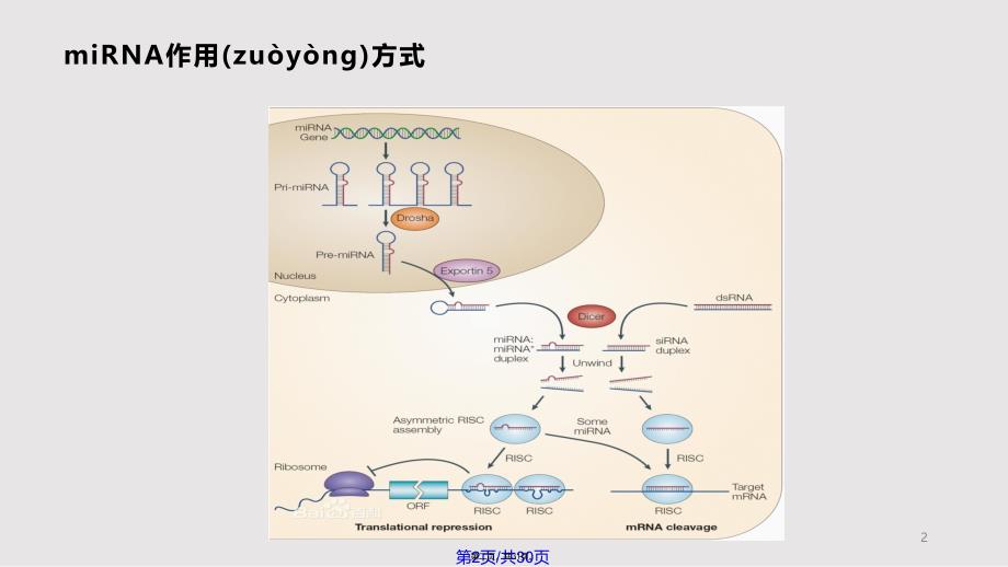 ceRNA机制及研究方案介绍实用教案_第2页