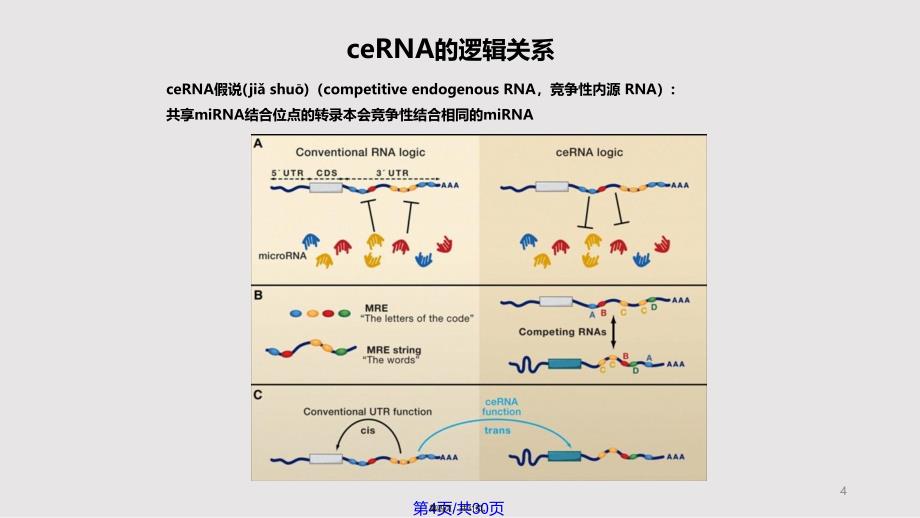 ceRNA机制及研究方案介绍实用教案_第4页