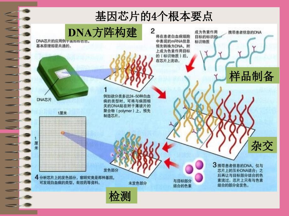 第五章基因克隆5基因芯片ppt课件_第2页