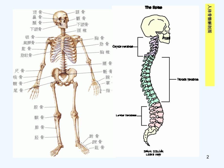 常见四肢骨折概况课件_第2页