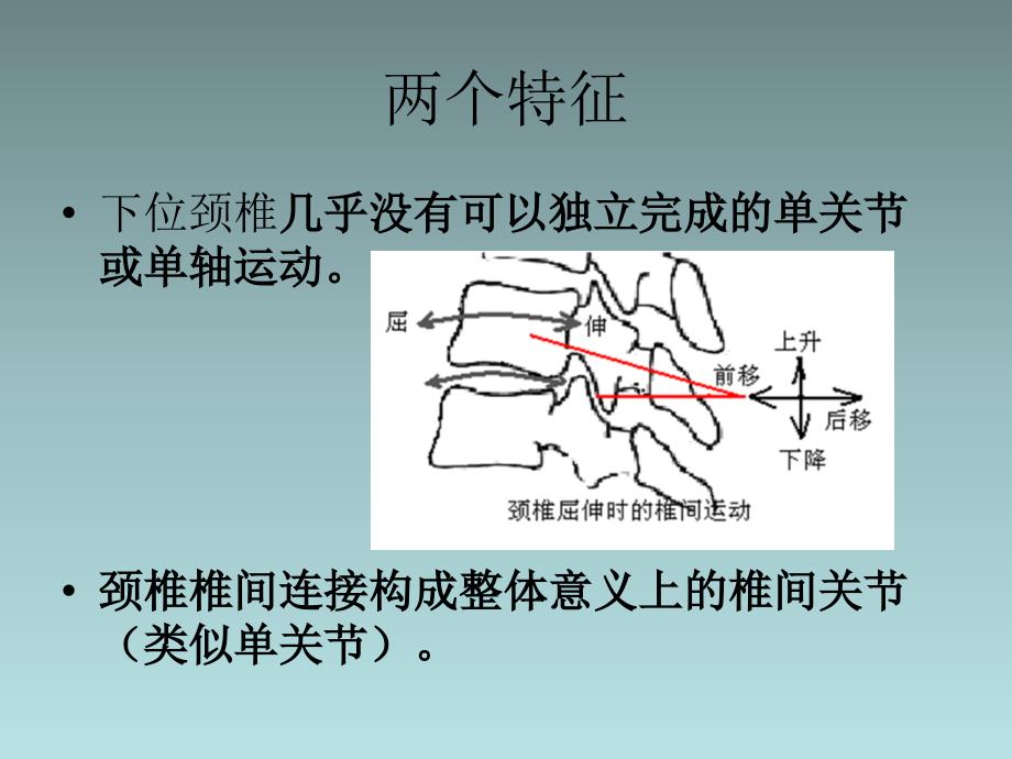 下位颈椎椎间关节_第3页