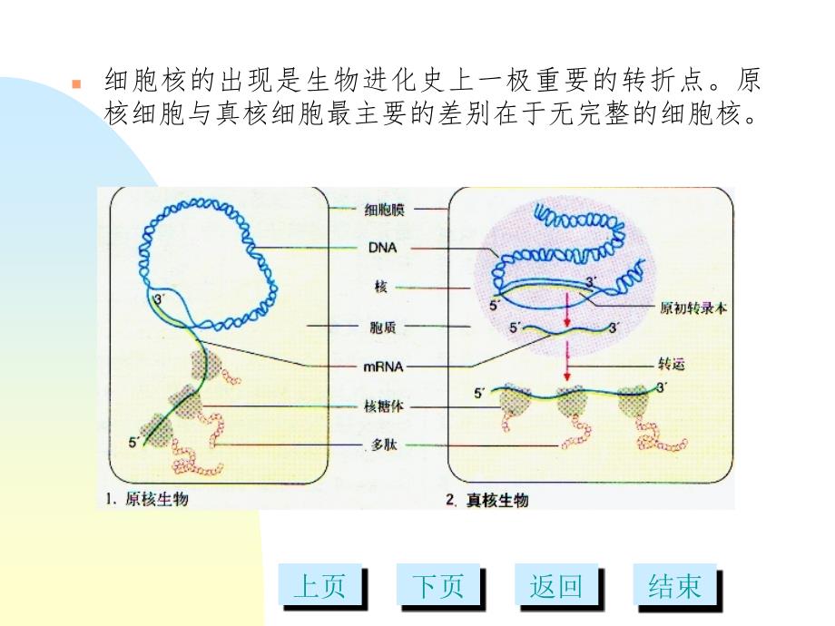 细胞核多媒体幻灯片_第2页