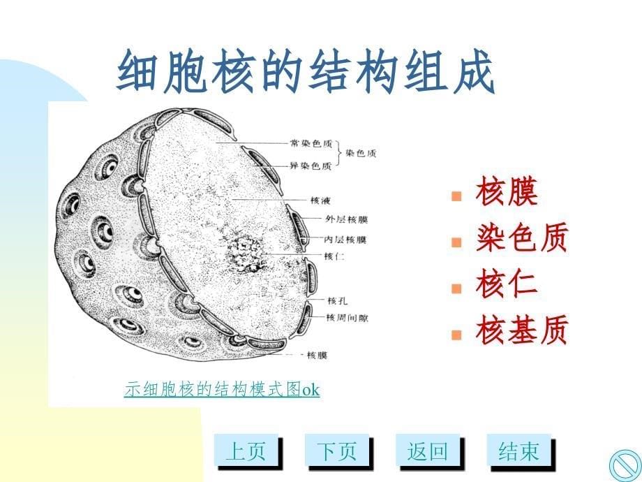 细胞核多媒体幻灯片_第5页