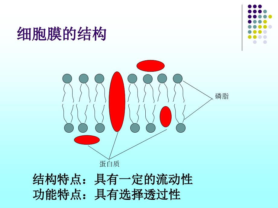 物质跨膜运输的方式公开课课件#上课课件_第2页