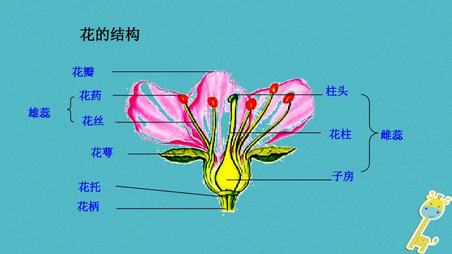 七年级生物上册第三单元第二章第三节开花和结果课件新版新人教版_第3页