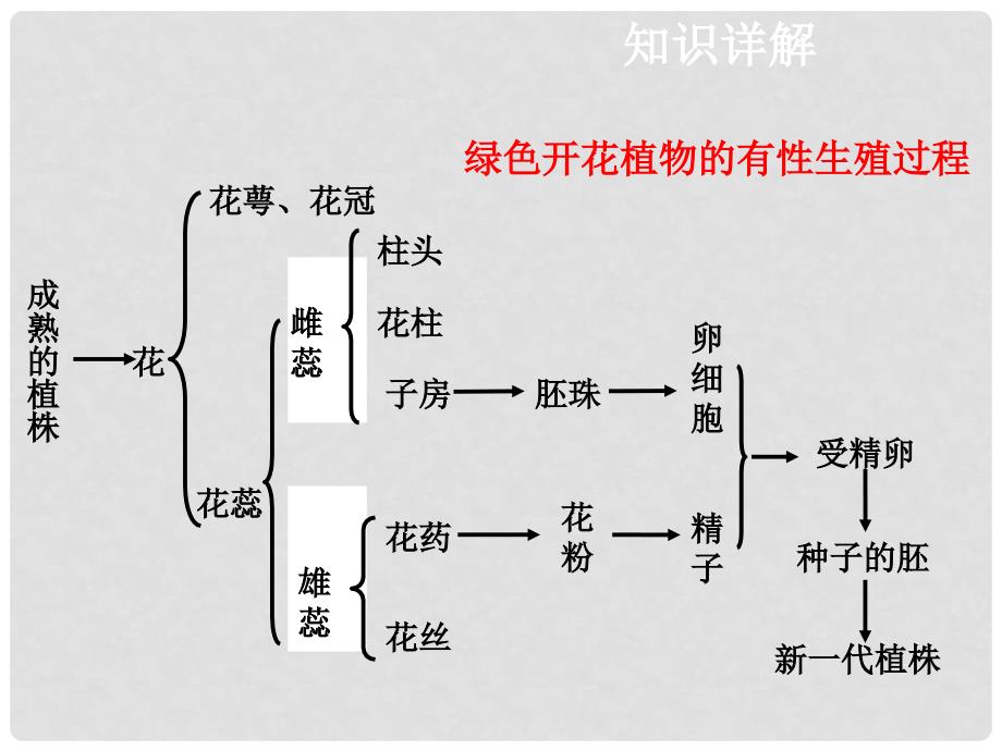 中考生物复习 第七单元 第三节 植物的生殖课件_第4页