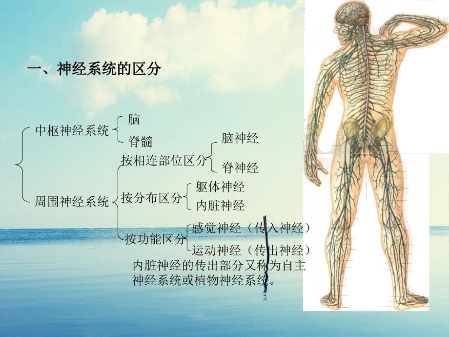 《正常人体结构》课件_第5页