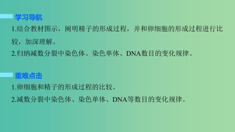 高中生物 2.1 生殖细胞的形成、减数分裂中遗传物质的数目变化（第2课时）课件 苏教版必修2.ppt_第2页