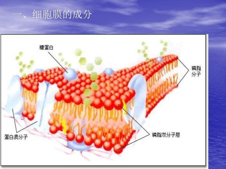 细胞膜系统的边界_第5页