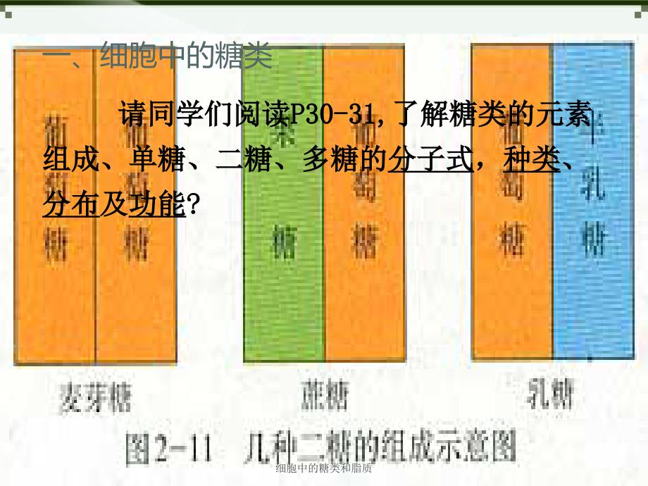 细胞中的糖类和脂质课件_第2页