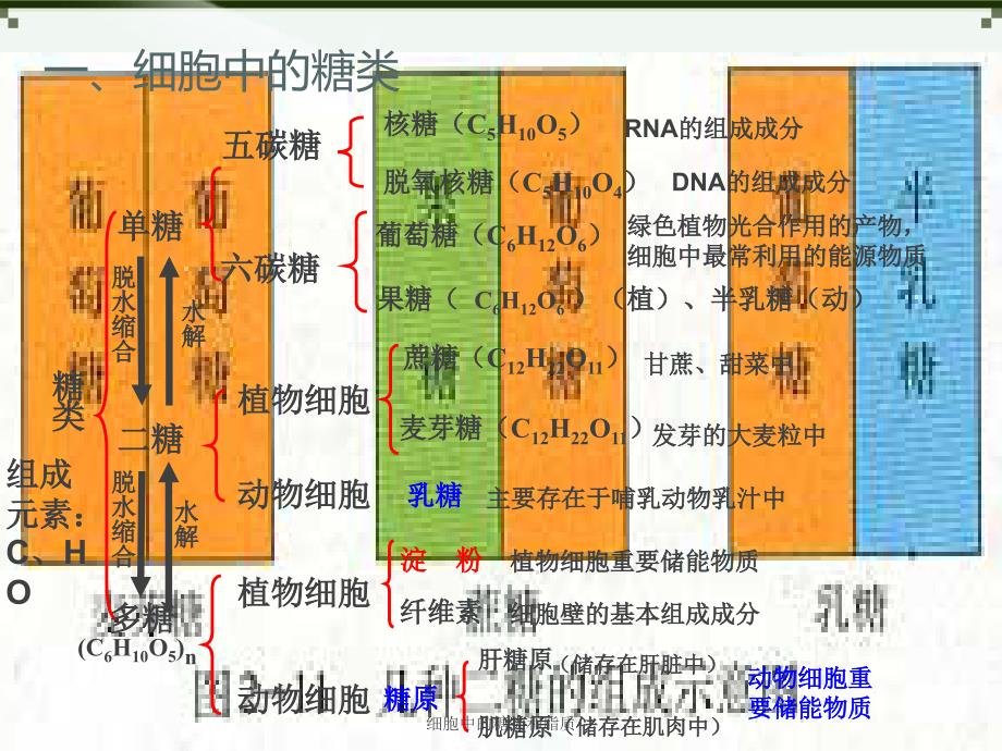 细胞中的糖类和脂质课件_第3页