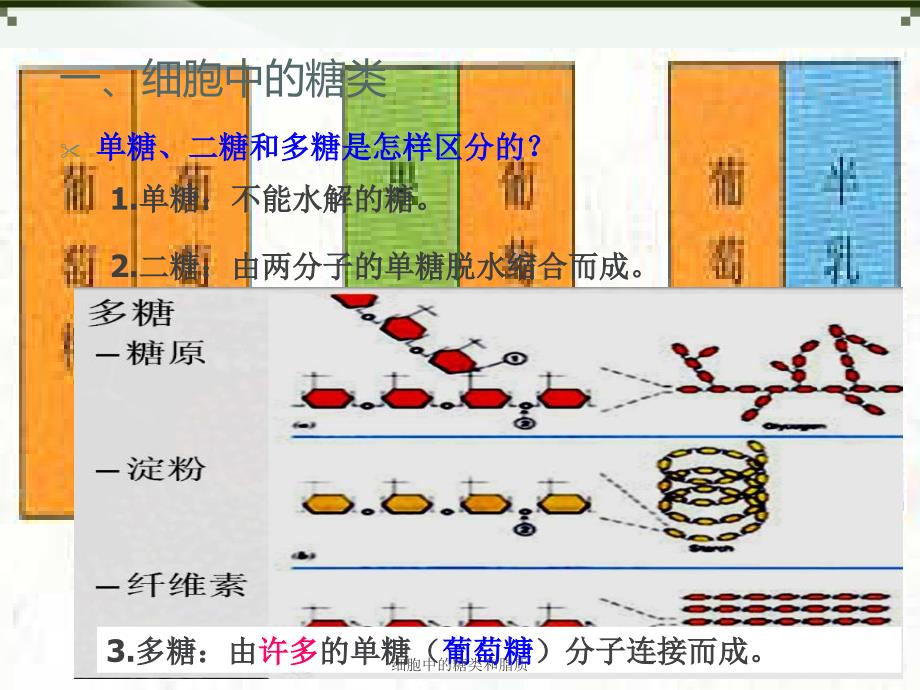 细胞中的糖类和脂质课件_第4页