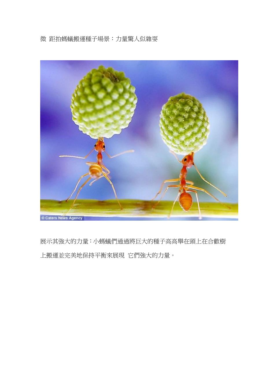 微距拍蚂蚁搬运种子场景.doc_第1页