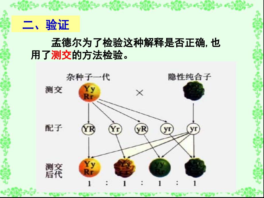 基因的自由组合定律新授课件_第4页