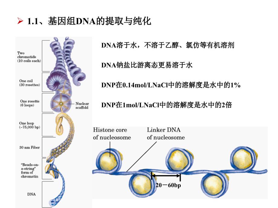 何水林版基因工程第四章基因工程的主要技术与原理_第4页