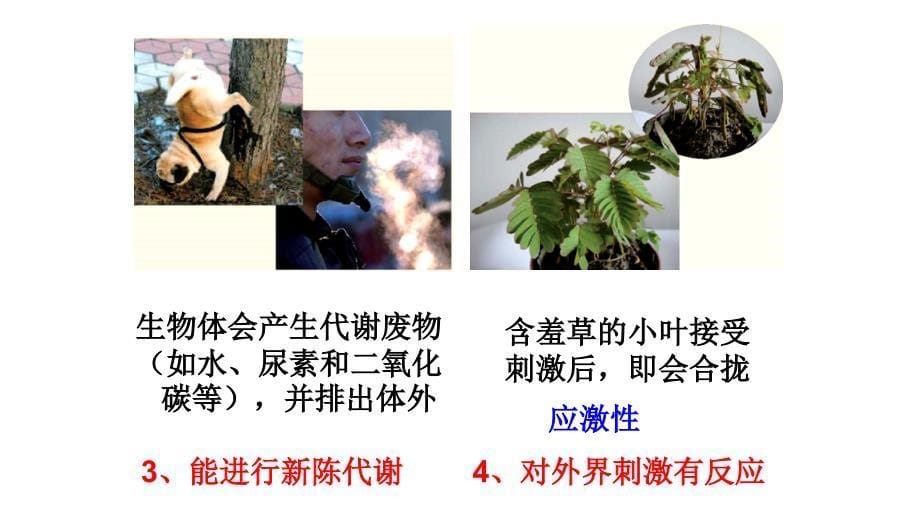 浙教版七年级上册科学11生物与非生物ppt课件_第5页