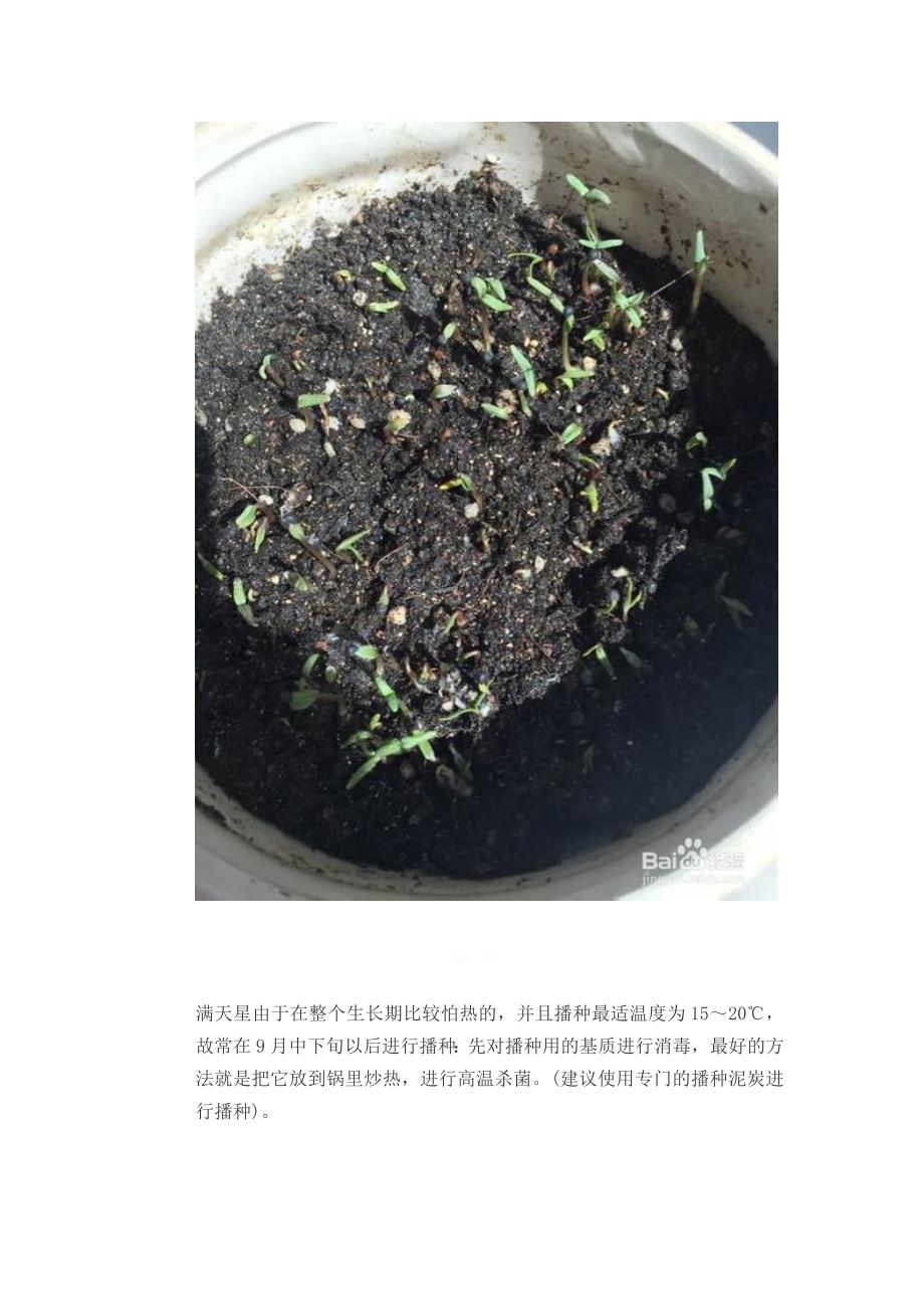 满天星的种植方法_第4页