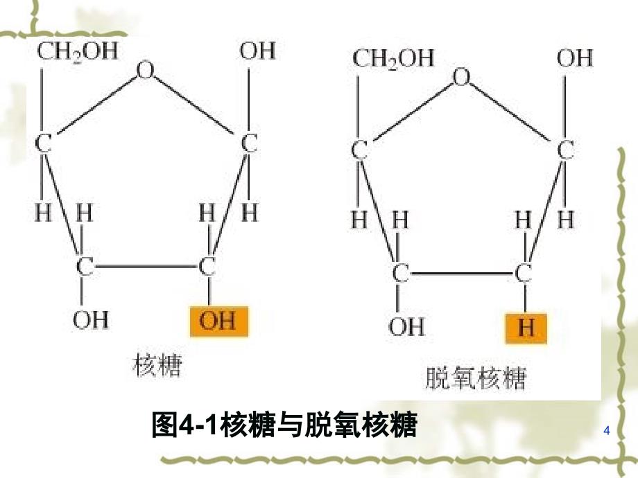 基因指导蛋白质的合成1.ppt_第4页