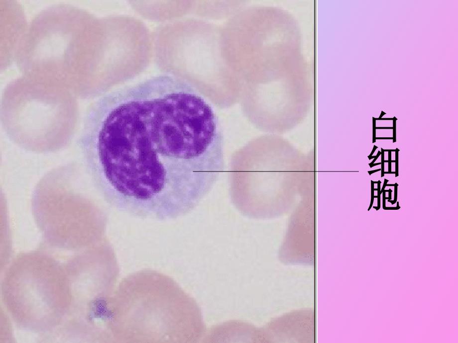 高倍显微镜观察红细胞_第2页