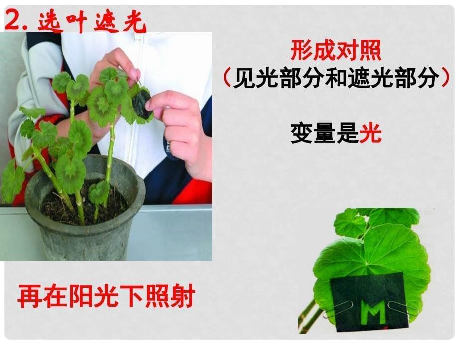 云南省中考生物试题研究 绿色植物的光合作用和呼吸作用课件_第5页