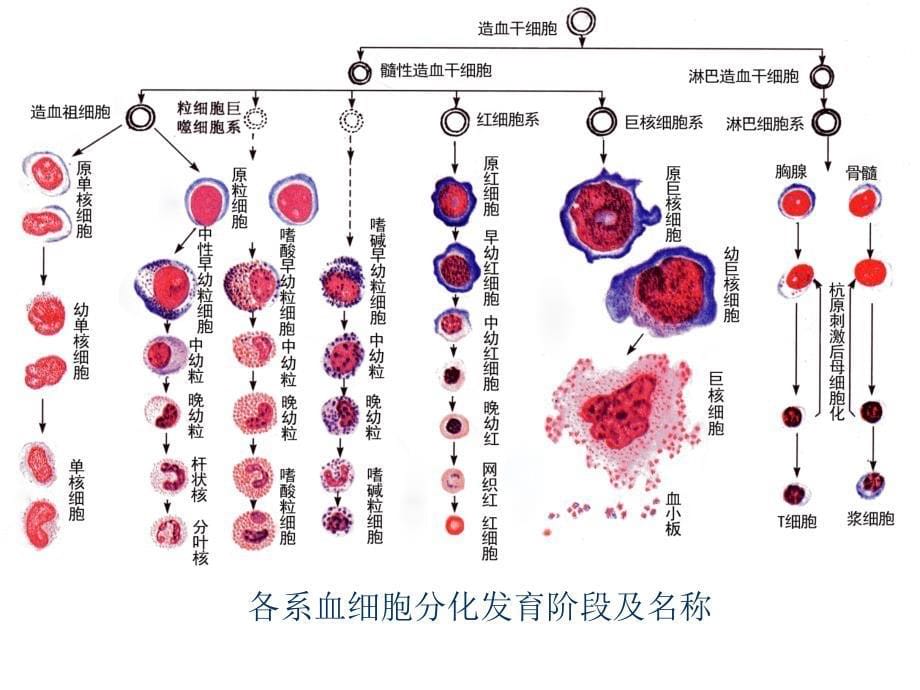 第二章骨髓细胞学检验_第5页