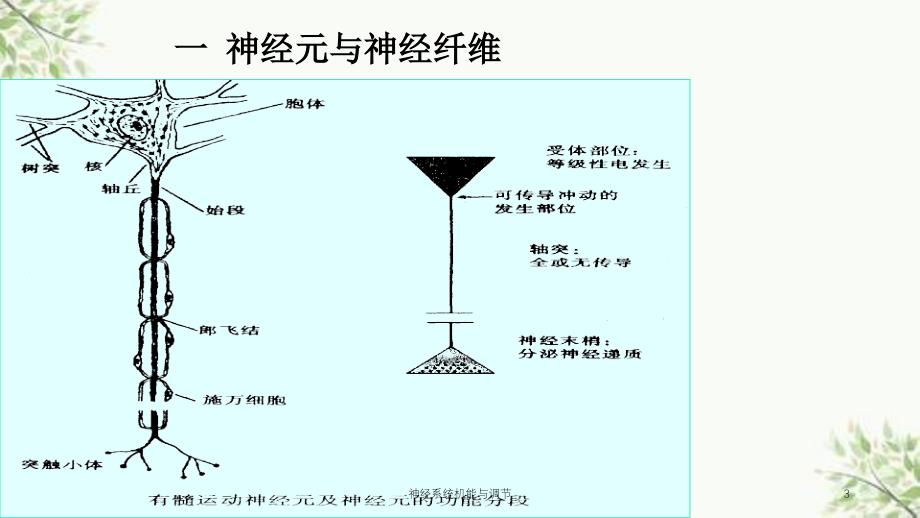 神经系统机能与调节课件_第3页