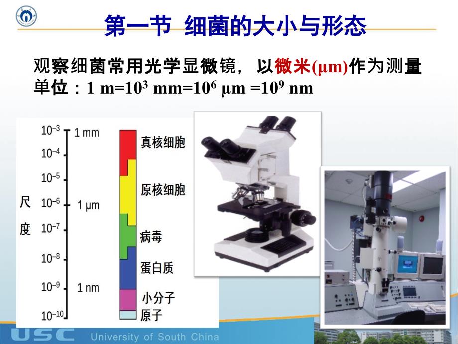 医学微生物学：第一章 细菌的形态与结构_第4页