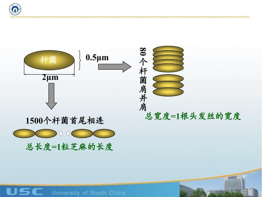 医学微生物学：第一章 细菌的形态与结构_第5页