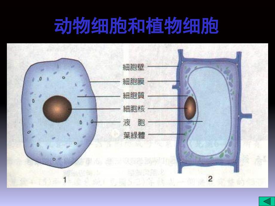 初中科学7年级上册第2章《观察生物》复习_第3页