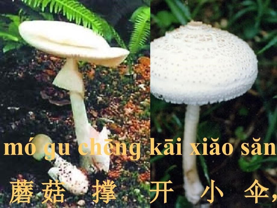 《雨后的森林》课件(语文S版一年级语文上册课件)_第5页