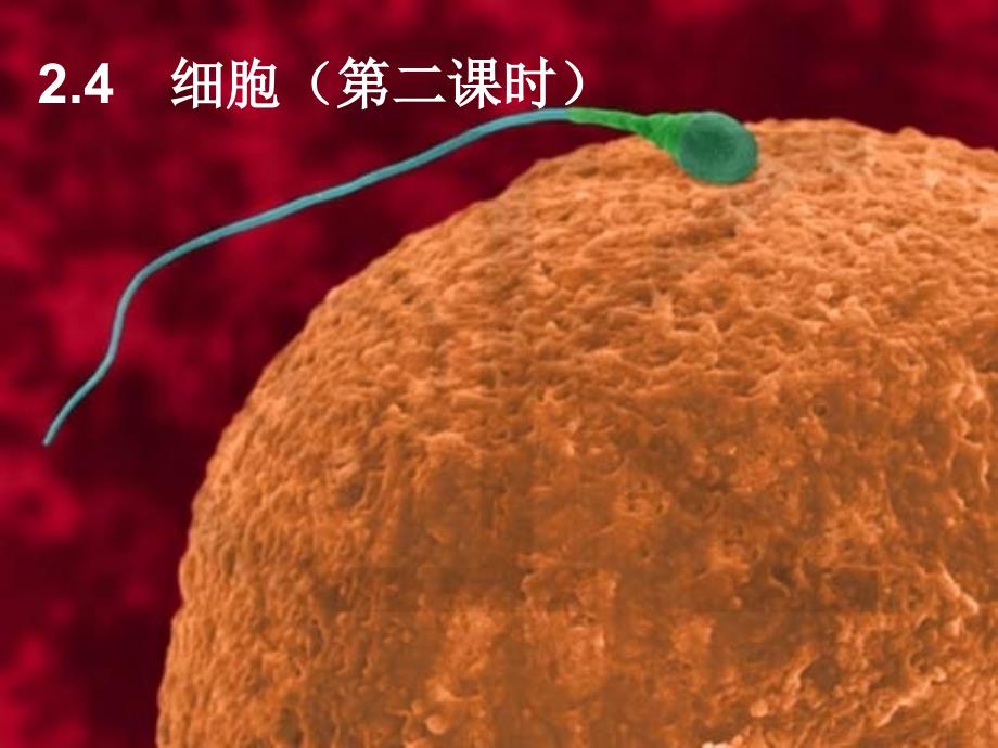 七年级科学上册《细胞》课件7 浙教版_第1页