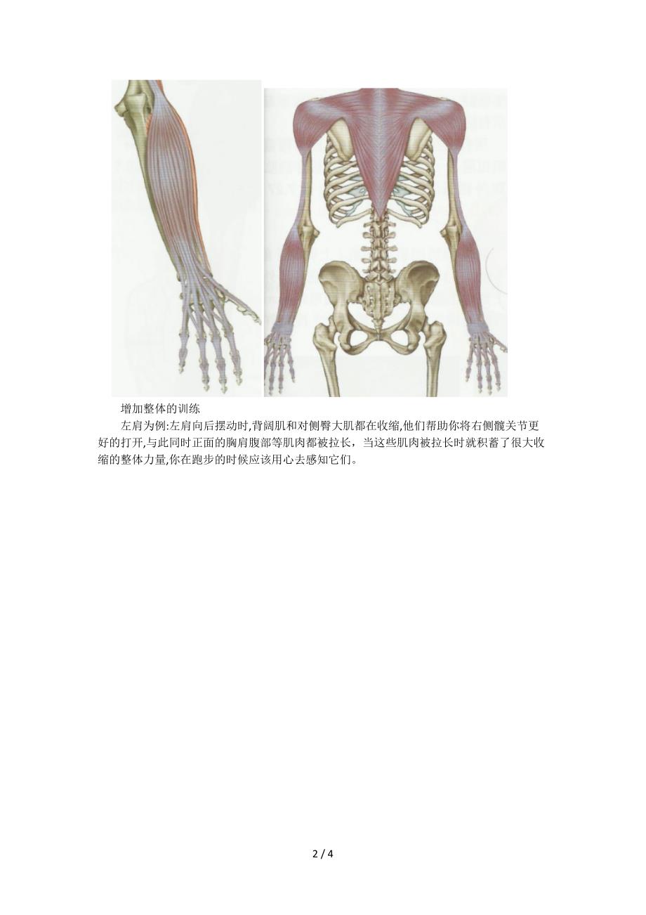 从解剖学角度迈佳步分析跑步技巧_第2页