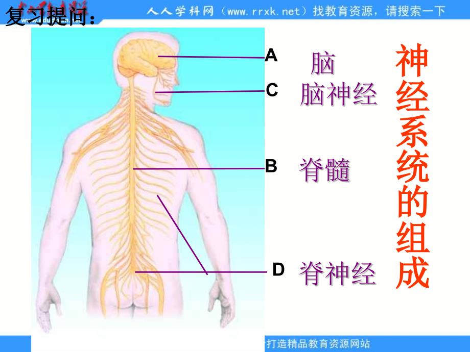 济南版《神经调节的基本结构》ppt课件_第2页